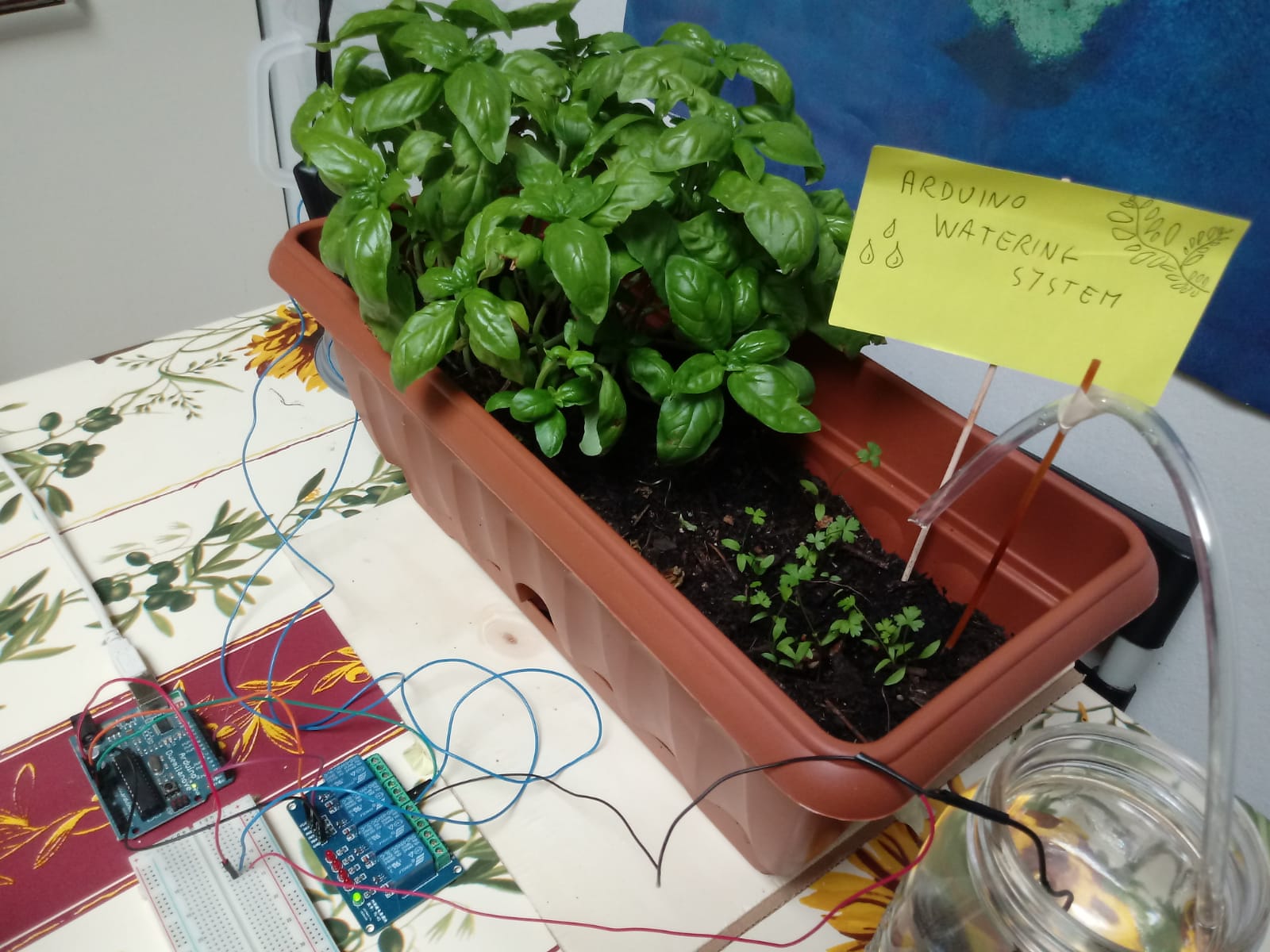 Un software per irrigare le piante mentre sono in vacanza